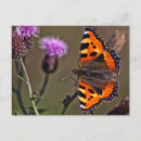 Pesquisar por borboleta roxa cartoes postais Borboletas