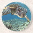 Pesquisar por havaiano porta copos Animal