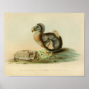 Pesquisar por pássaro do dodo Flightless