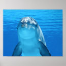 Pesquisar por golfinho feliz pôsteres Azul