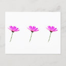 Pesquisar por margaridas postais cartoes postais Rosa