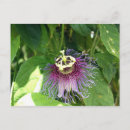 Pesquisar por flor da paixão cartoes postais Flora