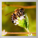 Pesquisar por macro pôsteres Flor