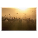 Pesquisar por flock pôsteres Aves marinhas