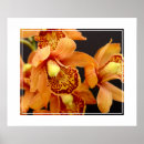 Pesquisar por flor da orquídea pósteres pôsteres Flores