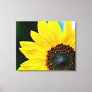Pesquisar por semente de girassol Helianthus