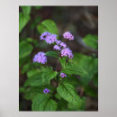 Pesquisar por poster com flores roxas pósteres pôsteres Fotografia
