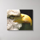 Pesquisar por da águia impressão impressão de canvas Animal