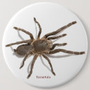 Pesquisar por aranhas botons For kids