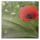 Pesquisar por papoilas vermelhas azulejos Natureza