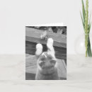 Pesquisar por pássaros do animal de estimação cartoes Natureza