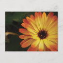 Pesquisar por flores alaranjadas cartoes postais Fotografia