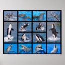 Pesquisar por baleias e golfinhos pôsteres Orca