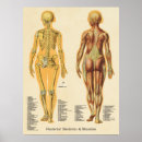 Pesquisar por esqueletal pôsteres Anatomia