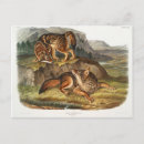 Pesquisar por lobos selvagens cartoes postais Ilustração