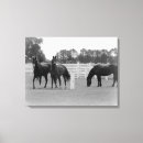 Pesquisar por cavalos preto e branco impressão de canvas Animais