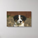 Pesquisar por border collie impressão de canvas Prumo e pam langrish