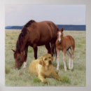 Pesquisar por labrador retriever pôsteres Laboratório