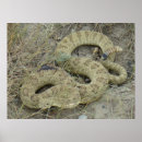 Pesquisar por cascavel pósteres pôsteres Qualquer pessoa