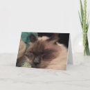 Pesquisar por ragdoll cartoes Cat