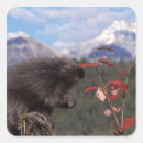 Pesquisar por porco selvagem adesivos Animal