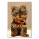 Pesquisar por yorkie puppy pôsteres Cachorros