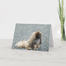 Pesquisar por pekingese cartoes Cachorros