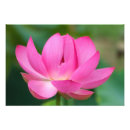 Pesquisar por flor de lótus pôsteres Planta aquática