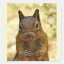 Pesquisar por natureza selvagem adesivos Animal