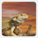 Pesquisar por sangue de dragão adesivos Réptil