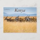 Pesquisar por oryx cartoes postais África