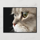 Pesquisar por gato bigode cartoes postais Olhos