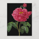 Pesquisar por redoute cartoes postais Ilustração floral