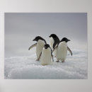 Pesquisar por pinguins pôsteres Animais