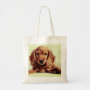Pesquisar por o cocker spaniel acessorios Saco
