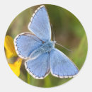 Pesquisar por blue butterfly adesivos Azul