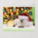 Pesquisar por gatinho papai noel cartoes postais Gato