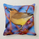 Pesquisar por waxwing de cedro Ornitologia