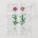 Pesquisar por cravo cartoes postais Flor italiana