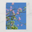 Pesquisar por postkarte cartoes postais Blumen