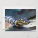Pesquisar por jacaré cartoes Animais selvagens