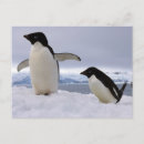 Pesquisar por pinguim adelie cartoes postais Gelo