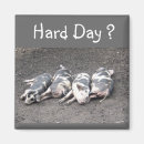 Pesquisar por leitão imas Porco