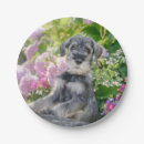 Pesquisar por schnauzer pratos Cachorro