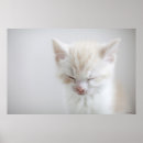 Pesquisar por veterinários pósteres pôsteres Gatos