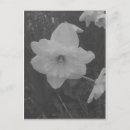 Pesquisar por daffodils cartoes postais Selvagem