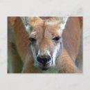 Pesquisar por marsupial austrália cartoes postais Natureza