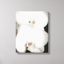 Pesquisar por orquídea branca impressão de canvas Fotografia