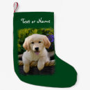 Pesquisar por golden retriever meias de natal Bonito