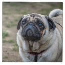 Pesquisar por cães azulejos Fotografia